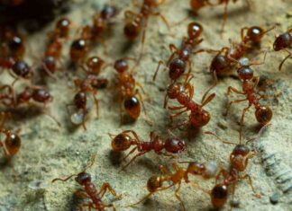 Come allontanare le formiche - RicettaSprint