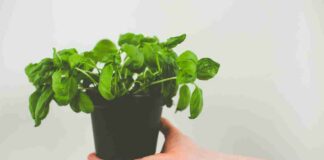 Basilico che si secca, il segreto è nell’acqua Come curare la piantina di basilico - RicettaSprint