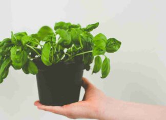 Basilico che si secca, il segreto è nell’acqua Come curare la piantina di basilico - RicettaSprint