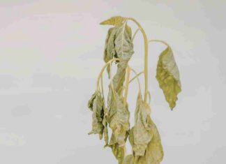 Piante appassite come recuperarle - RicettaSprint