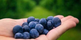 Quanti mirtilli possiamo mangiare - RicettaSprint