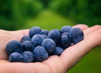 Quanti mirtilli possiamo mangiare - RicettaSprint