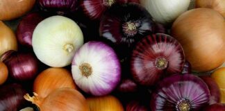 Cipolle tutti i tipi esistenti | come si usano in cucina cipolle utilizzi