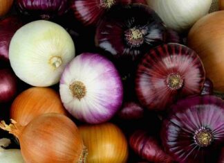cipolle utilizzi
