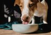 Ciotolina del cane in lavastoviglie - RicettaSprint