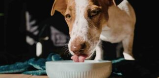 Ciotolina del cane in lavastoviglie - RicettaSprint