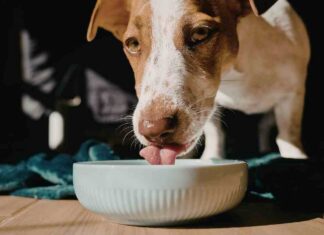 Ciotolina del cane in lavastoviglie - RicettaSprint