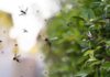 Citronella come allontanare le zanzare - RicettaSprint