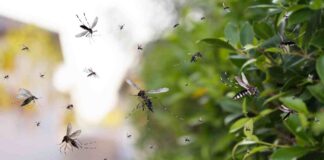 Allontanare le zanzare da casa, 3 modi per usare la pianta di citronella Citronella come allontanare le zanzare - RicettaSprint