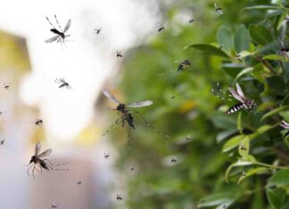 Citronella come allontanare le zanzare - RicettaSprint