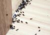 Come allontanare le formiche - RicettaSprint