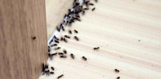 Come allontanare le formiche - RicettaSprint