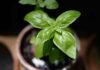 Come piantare piantine di spezie - RicettaSprint