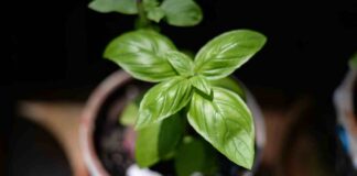 Come piantare piantine di spezie - RicettaSprint