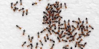 Invasione di formiche come fermarla - RicettaSprint