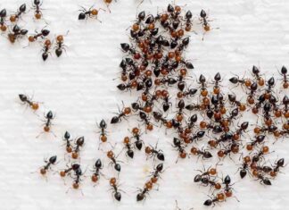 Invasione di formiche in casa? Prova con questa pallina argentata Invasione di formiche come fermarla - RicettaSprint