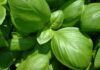 Come conservare il basilico in frigo, il trucco del bicchiere d’acqua che nessuno usa Come conservare il basilico nel frigorifero - RicettaSprint
