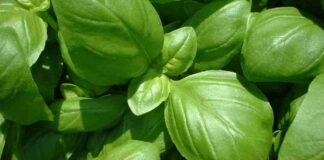 Come conservare il basilico in frigo, il trucco del bicchiere d’acqua che nessuno usa Come conservare il basilico nel frigorifero - RicettaSprint