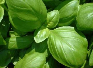 Come conservare il basilico in frigo, il trucco del bicchiere d’acqua che nessuno usa Come conservare il basilico nel frigorifero - RicettaSprint