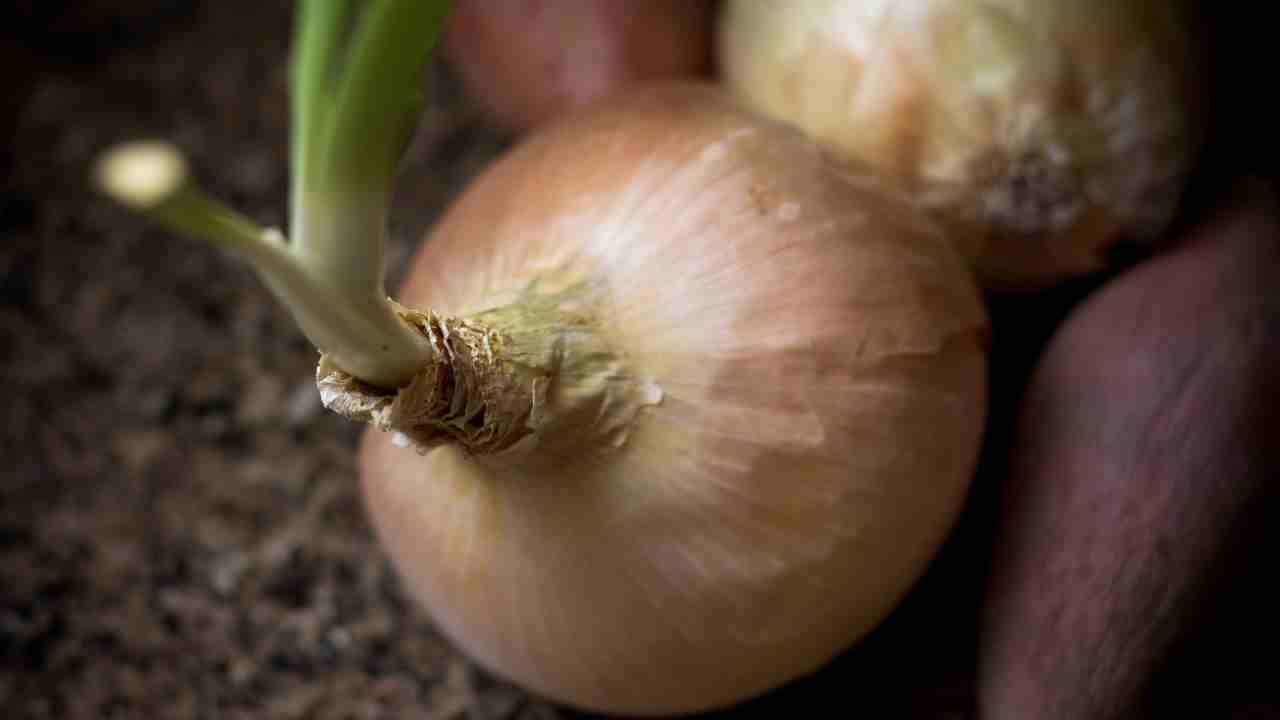 Cosa fare con le cipolle germogliate - RicettaSprint