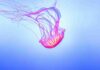Morso di medusa come fare - RicettaSprint