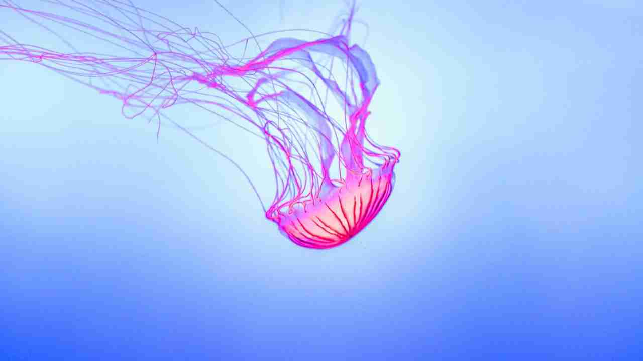 Morso di medusa come fare - RicettaSprint