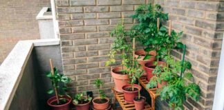 3 piante che non devono mai mancare nel tuo balcone se vuoi tenere lontano insetti e zanzare Quali piante tenere in terrazza per allontanare gli insetti - RicettaSprint