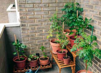3 piante che non devono mai mancare nel tuo balcone se vuoi tenere lontano insetti e zanzare Quali piante tenere in terrazza per allontanare gli insetti - RicettaSprint