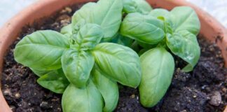 3 piantine di spezie da avere in balcone in estate