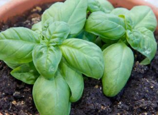 3 piantine di spezie da avere in balcone in estate