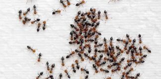Formiche in casa, devi capire dove sta il nido e così te ne liberi per sempre formiche