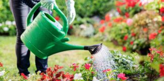Innaffiare le piante ogni giorno è sbagliato: ecco perché Annaffiare piante in estate - RicettaSprint
