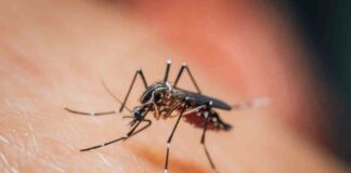Basta zanzare in casa, ecco come tenerle lontane
