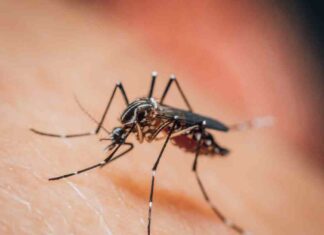 Basta zanzare in casa, ecco come tenerle lontane