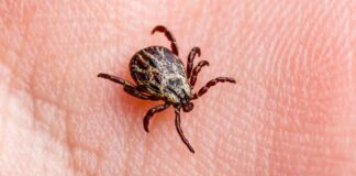 Allarme zecca in casa: fai così se non vuoi finire in ospedale! Come allontanare le zecche da casa - RicettaSprint