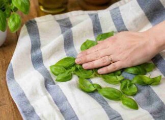 Come conservare il basilico - RicettaSprint
