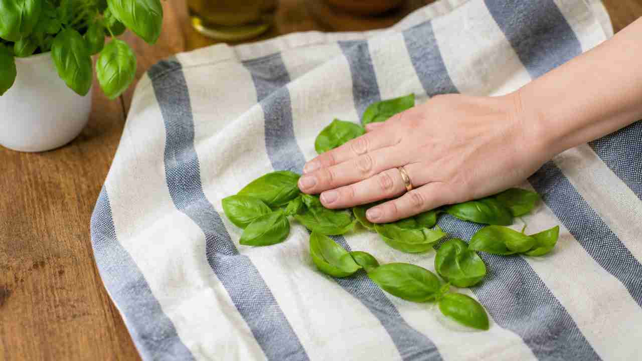 Come conservare il basilico - RicettaSprint