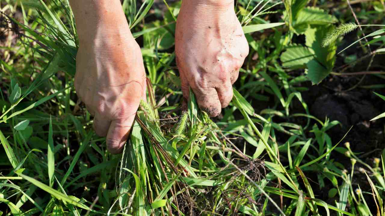 Come debellare le erbacce - RicettaSprint