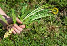 Erbacce in giardino che tormento, il giardiniere mi ha detto di provare con il sale Sale contro le erbacce - RicettaSprint