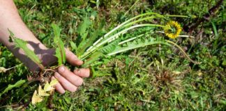 Erbacce in giardino che tormento, il giardiniere mi ha detto di provare con il sale Sale contro le erbacce - RicettaSprint