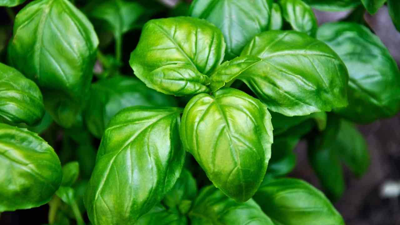 basilico