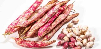 Come si conservano i fagioli freschi fagioli