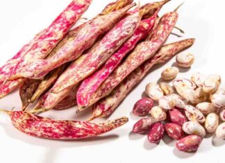 Come si conservano i fagioli freschi fagioli