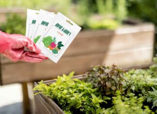 Bucce della frutta nell’orto, non buttarle: come riutilizzarle senza danneggiare le piante Bucce nell'orto - RicettaSprint