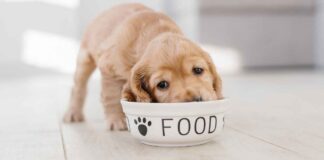 Le ciotole del cane possono andare in lavastoviglie? Ecco cosa bisogna sapere prima di lavarle Ciotolina del cane in lavastoviglie - RicettaSprint