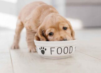Le ciotole del cane possono andare in lavastoviglie? Ecco cosa bisogna sapere prima di lavarle Ciotolina del cane in lavastoviglie - RicettaSprint