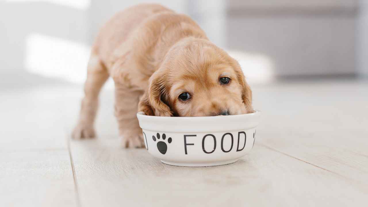 Ciotolina del cane in lavastoviglie - RicettaSprint