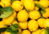 Limoni freschi più a lungo, il trucco per conservarli senza farli seccare dopo pochi giorni Come mantenere i limoni freschi - RicettaSprint