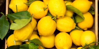 Limoni freschi più a lungo, il trucco per conservarli senza farli seccare dopo pochi giorni Come mantenere i limoni freschi - RicettaSprint