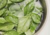 Basilico, va lavato prima di preparare il pesto? Come pulirlo senza rovinare le foglie Come pulire il basilico - RicettaSprint